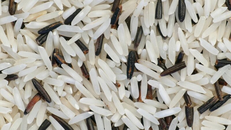 Wykorzystanie dzikiego ryżu w zdrowym odżywianiu