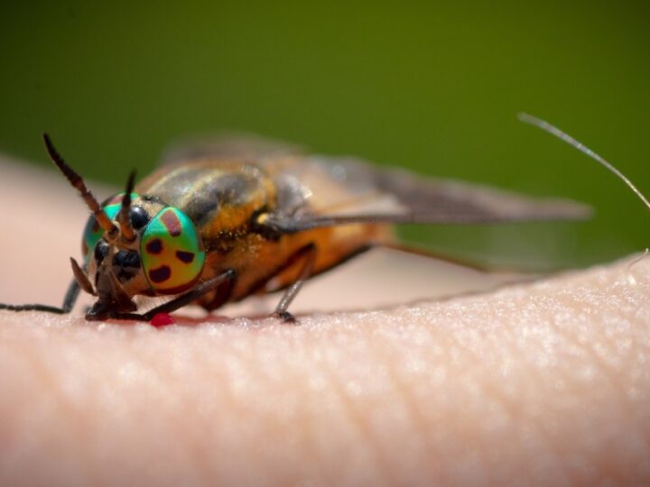 Domowe metody na złagodzenie skutków ukąszeń owadów – sprawdzone sposoby, aby zniwelować swędzenie