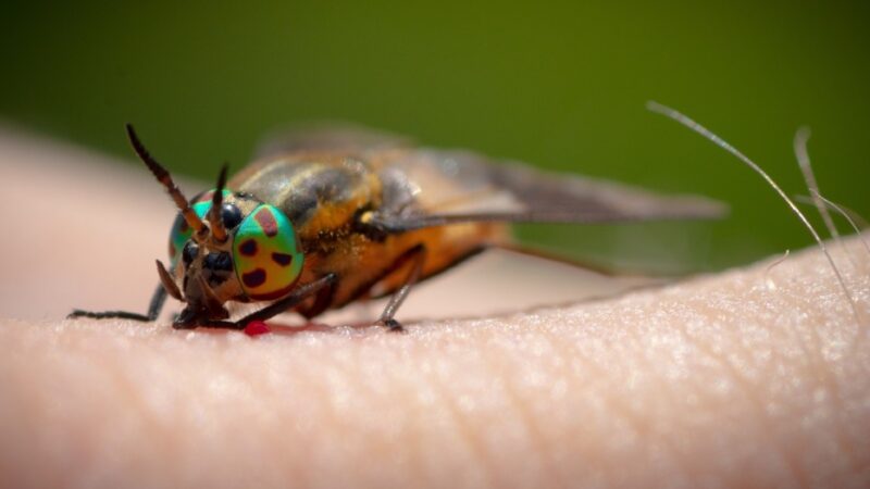 Domowe metody na złagodzenie skutków ukąszeń owadów – sprawdzone sposoby, aby zniwelować swędzenie