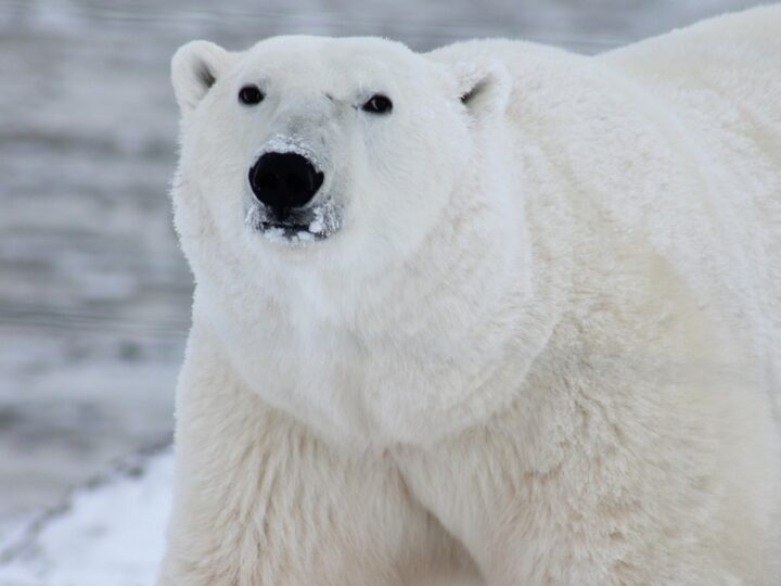 Drastyczne konsekwencje zmian klimatycznych: niedźwiedzie polarne zmuszone do jedzenia odpadów!