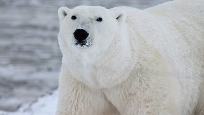 Drastyczne konsekwencje zmian klimatycznych: niedźwiedzie polarne zmuszone do jedzenia odpadów!