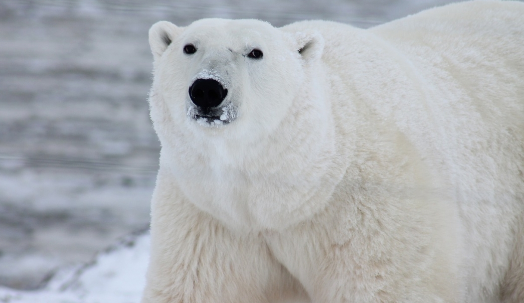 Drastyczne konsekwencje zmian klimatycznych: niedźwiedzie polarne zmuszone do jedzenia odpadów!