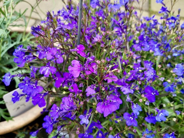 Lobelia wieloletnia: stanowisko, uprawa i pielęgnacja