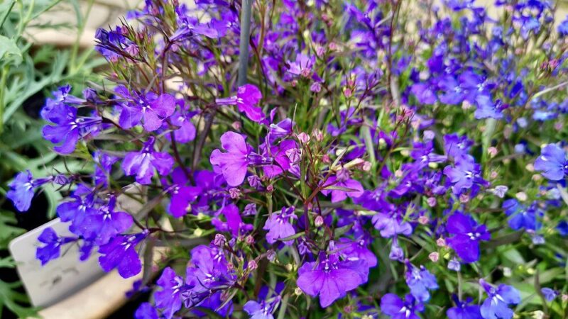 Lobelia wieloletnia: stanowisko, uprawa i pielęgnacja